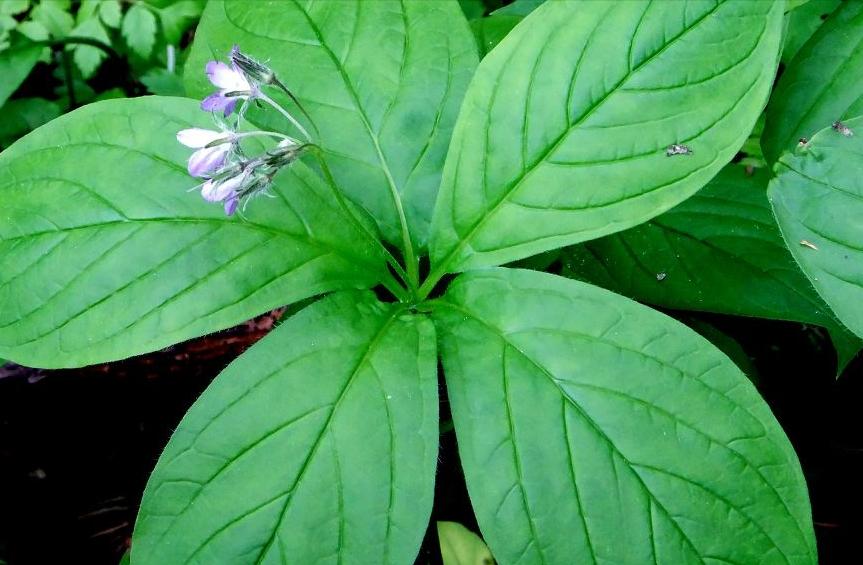 挖参人深山挖到百年孩儿参,韩国采参人挖到野生百年孩儿参