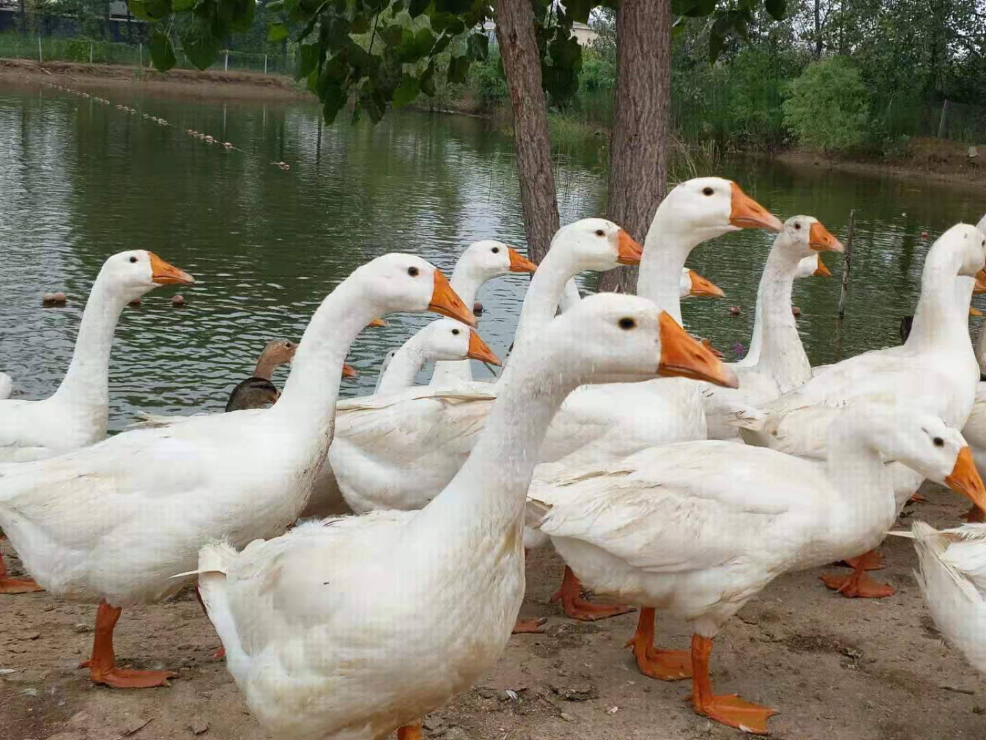 蛋鹅与肉鹅哪个利润高,怎么区分种鹅和肉鹅的区别