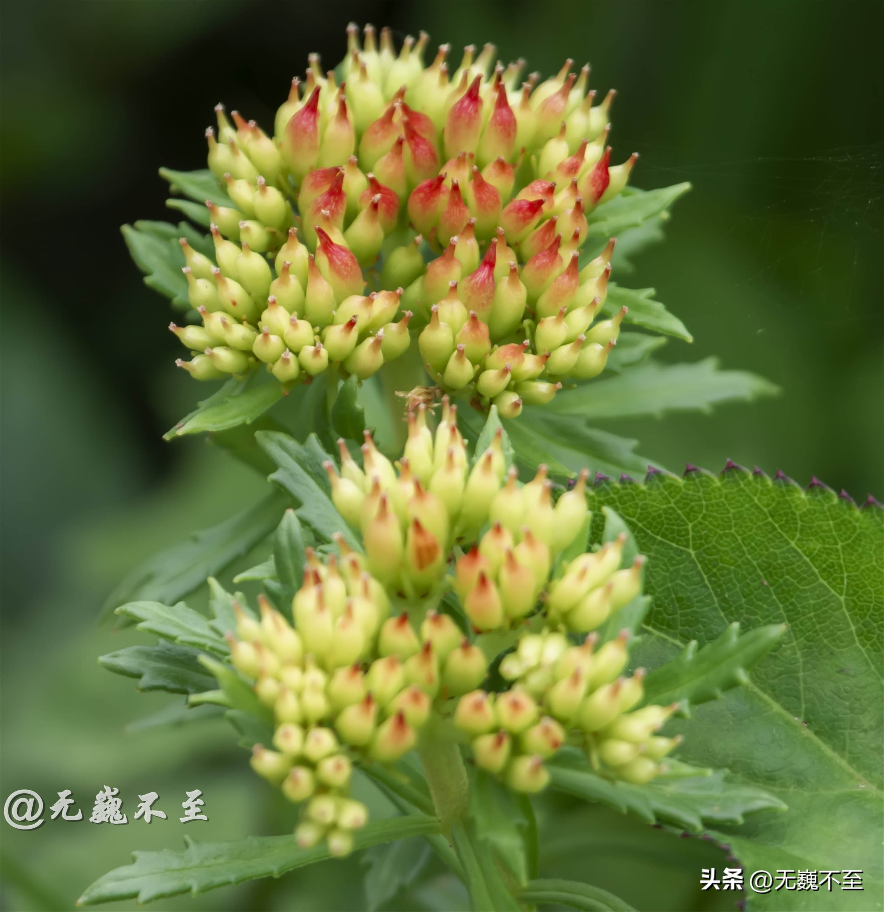 九顶归来不看花，但是这些花名你知道吗？科普一下不就认识啦