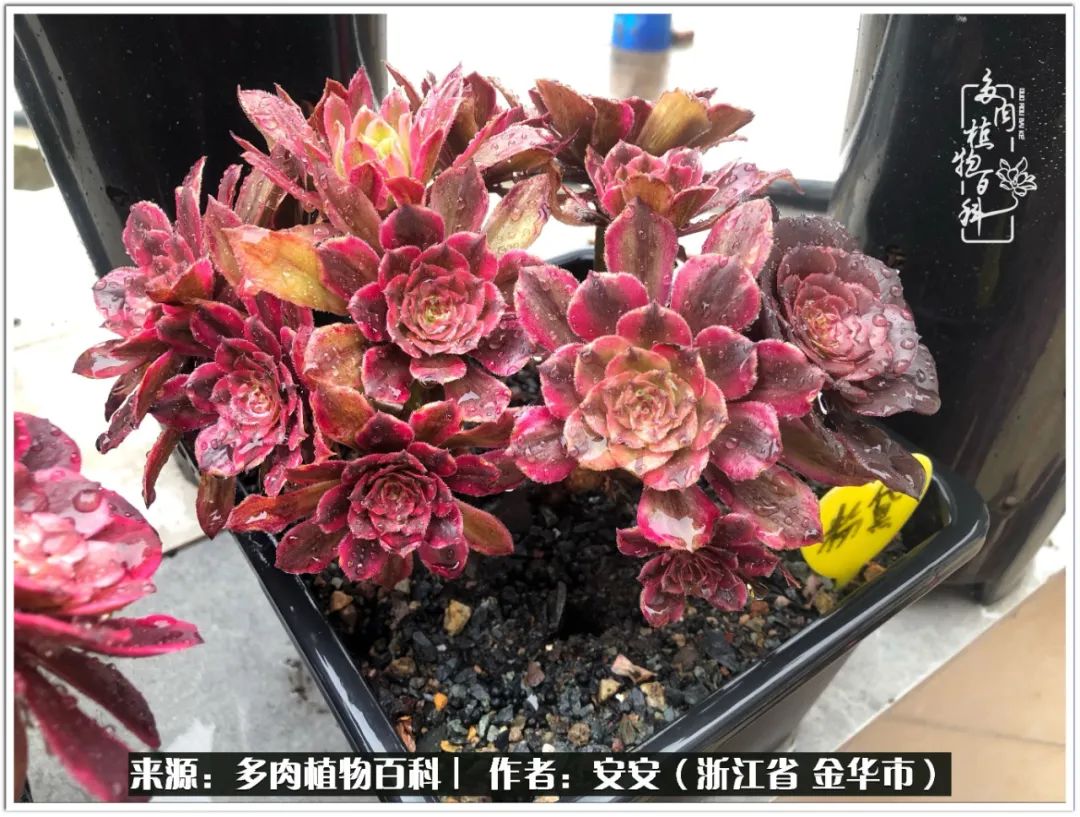 多肉法师花卉品种大全,多肉法师为什么叫法师