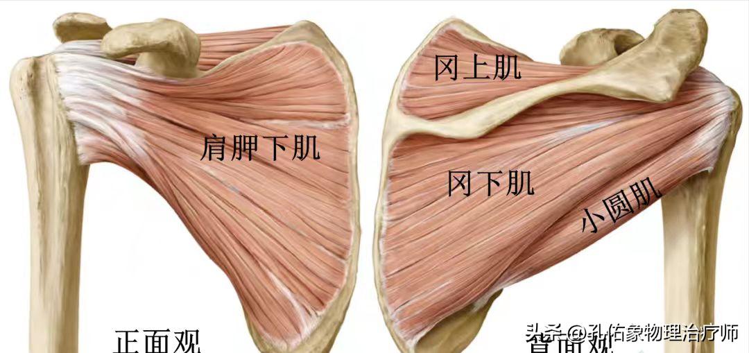 左边肩膀疼痛的治疗方法小妙招,肩膀手往后抬时疼痛是什么原因