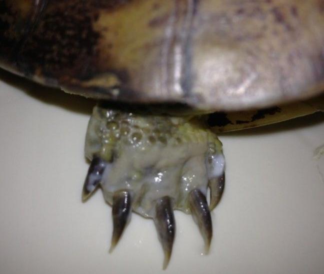 巴西龟一个脚肿腐烂死了怎么办,巴西龟有腐甲迹象怎么办