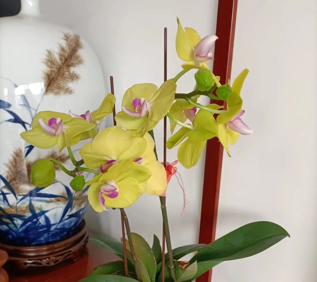 蝴蝶兰适合什么情况送,蝴蝶兰送礼一对还是一盆