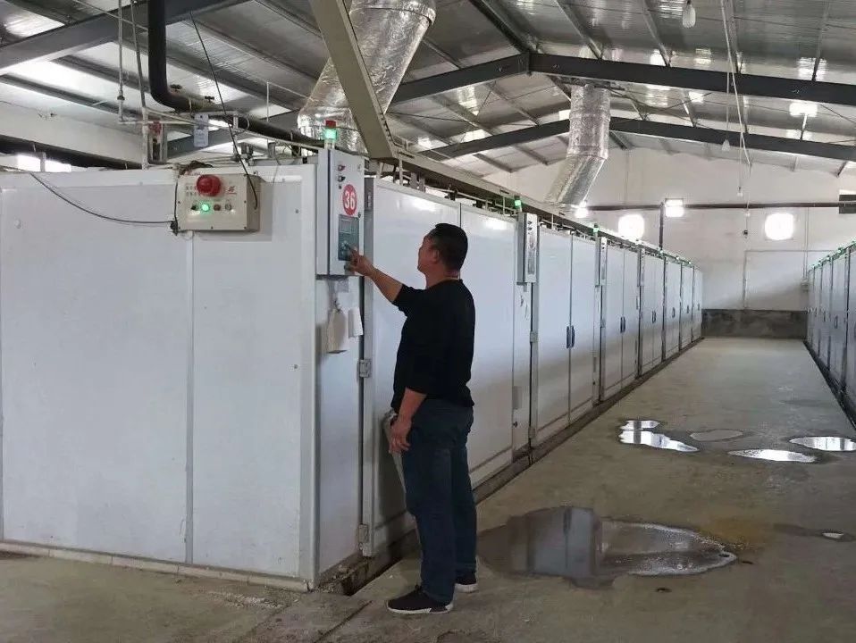 肉鸭养殖乡村振兴,肉鸭养殖与乡村振兴