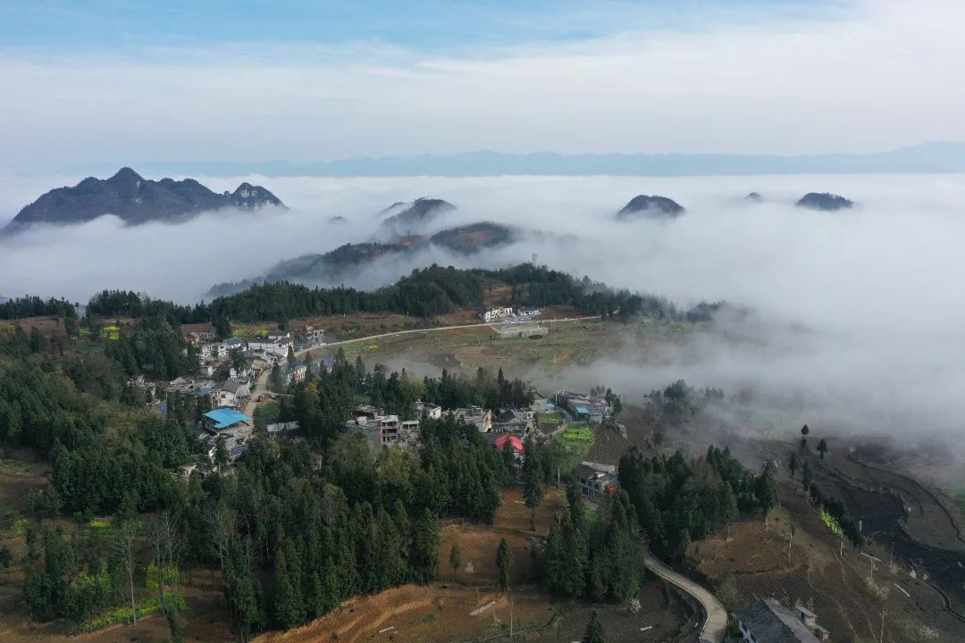毕节市山地特色农业产业发展,林下经济铺就绿色脱贫路