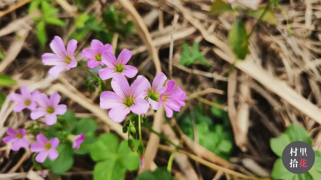 红花酢浆草简介,红花酢浆草喜欢酸性还是碱性土壤