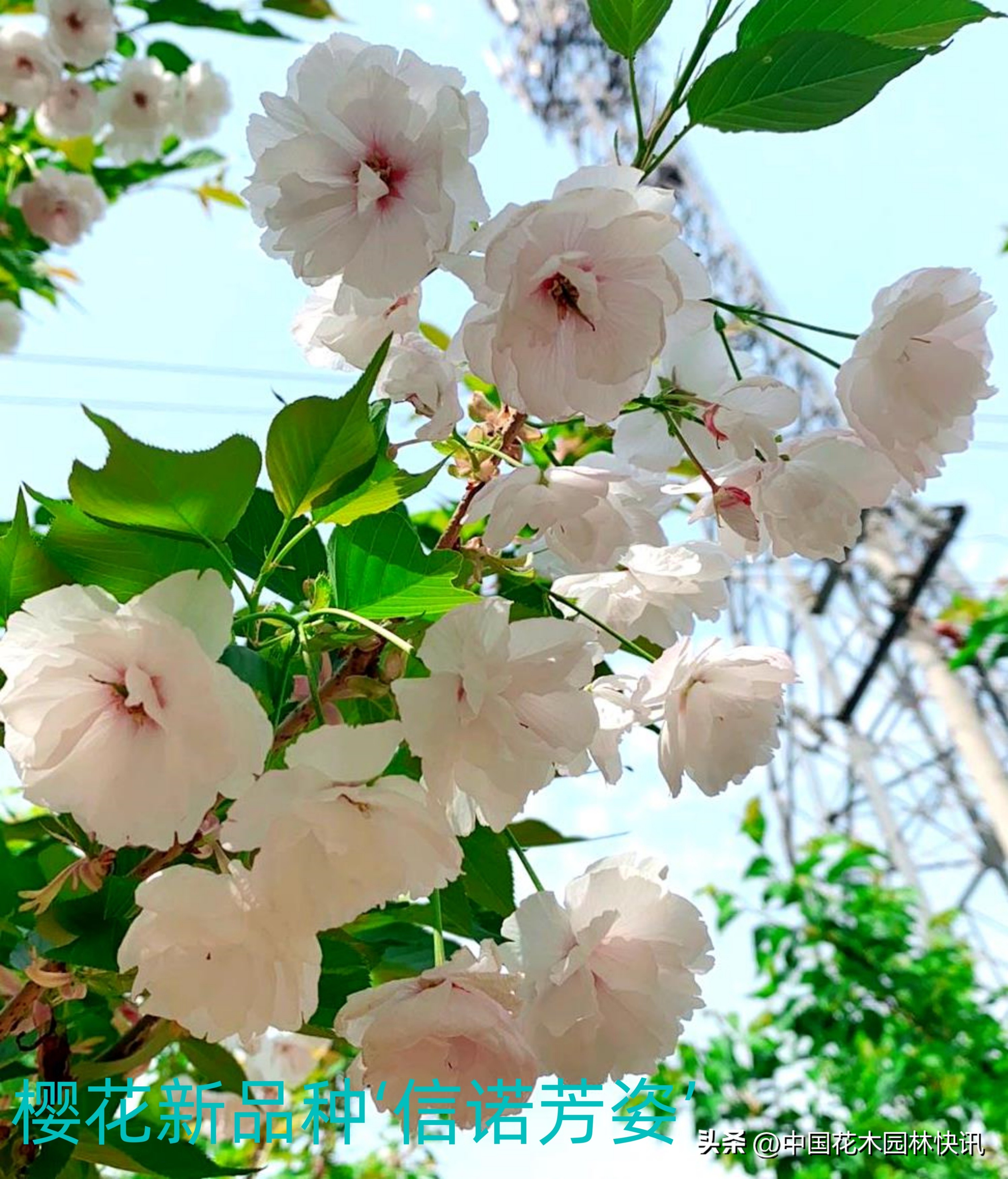 青岛樱桃谷樱花,青岛大崂樱花谷单樱