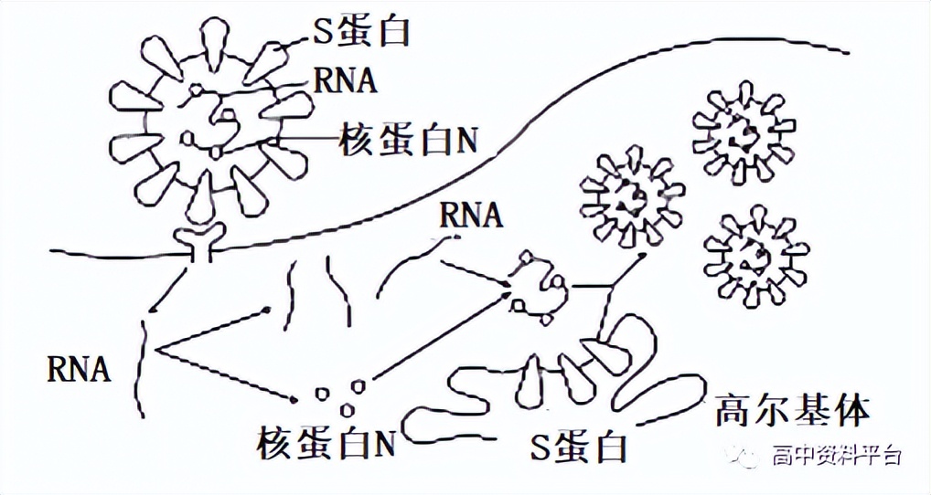 2024河南强基联盟3月联考高二,2024九省联考河南生物试卷及答案