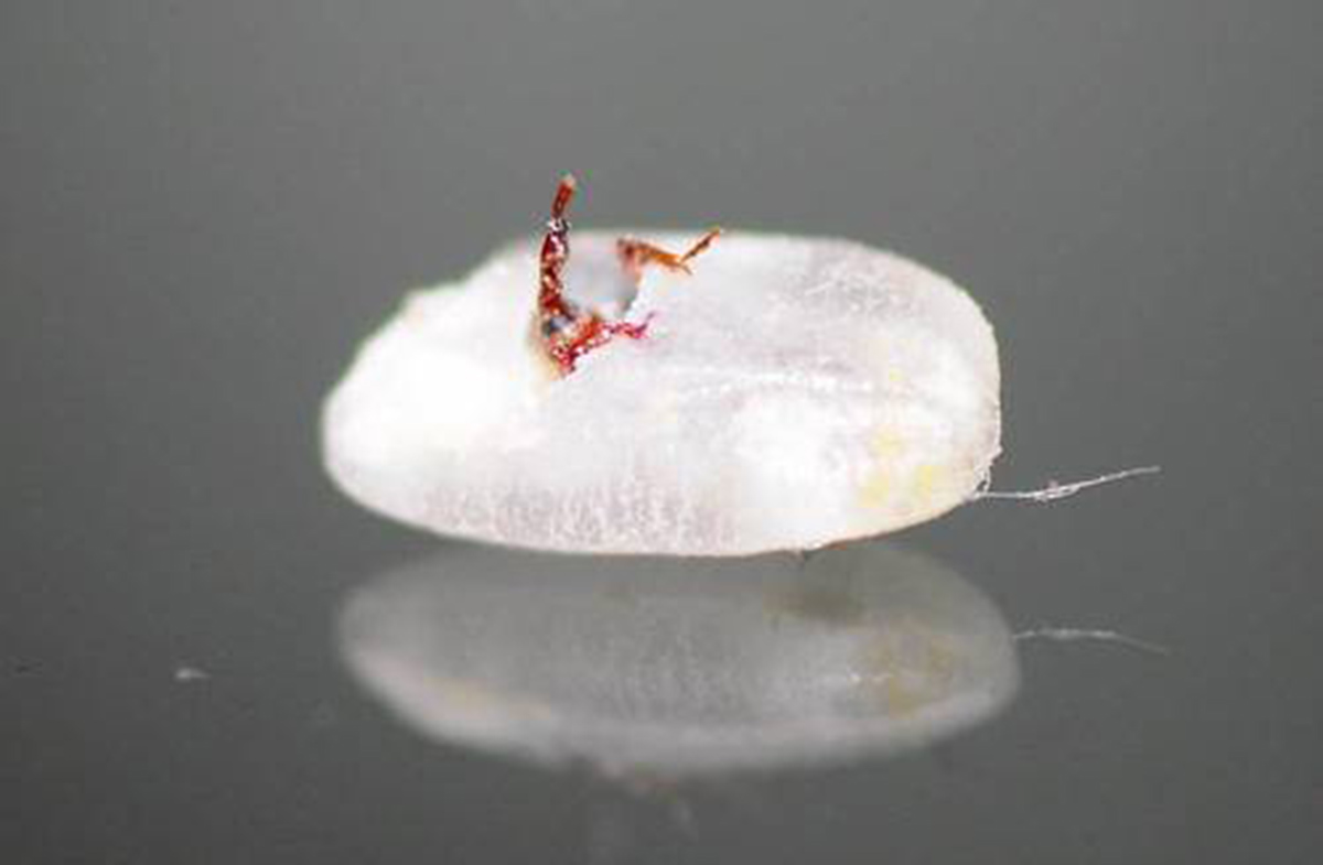 为什么别的食品也会出现米象,米象是如何感知到家里的食物的