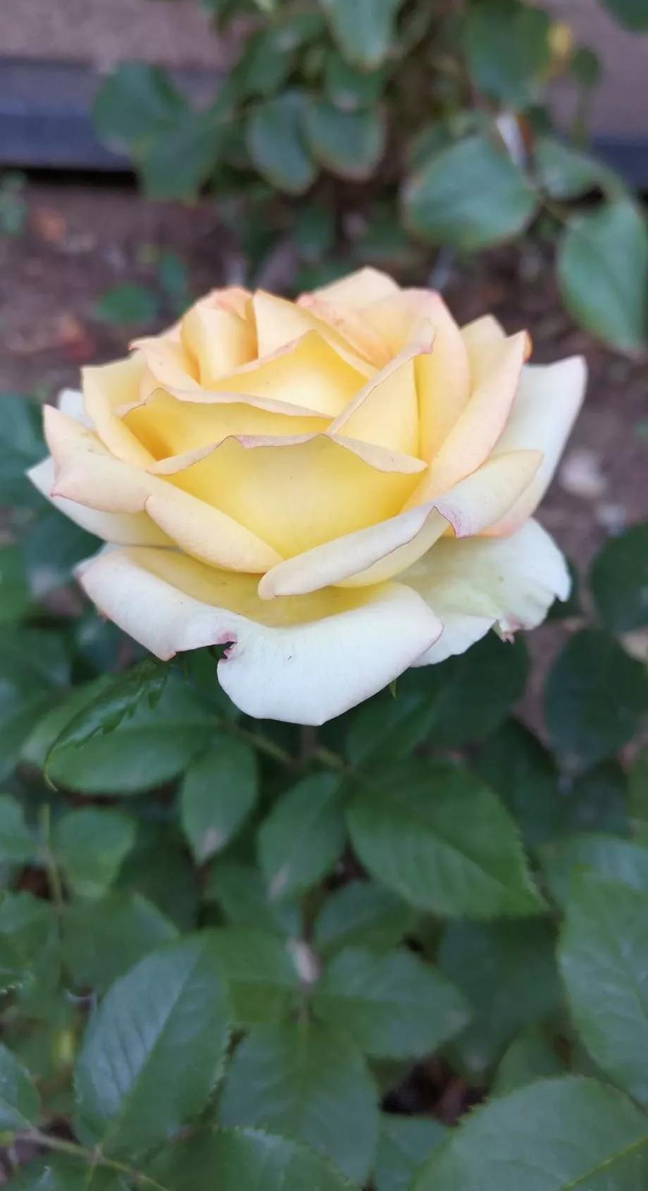 月季品种醉花,月季品种大全及图片欣赏