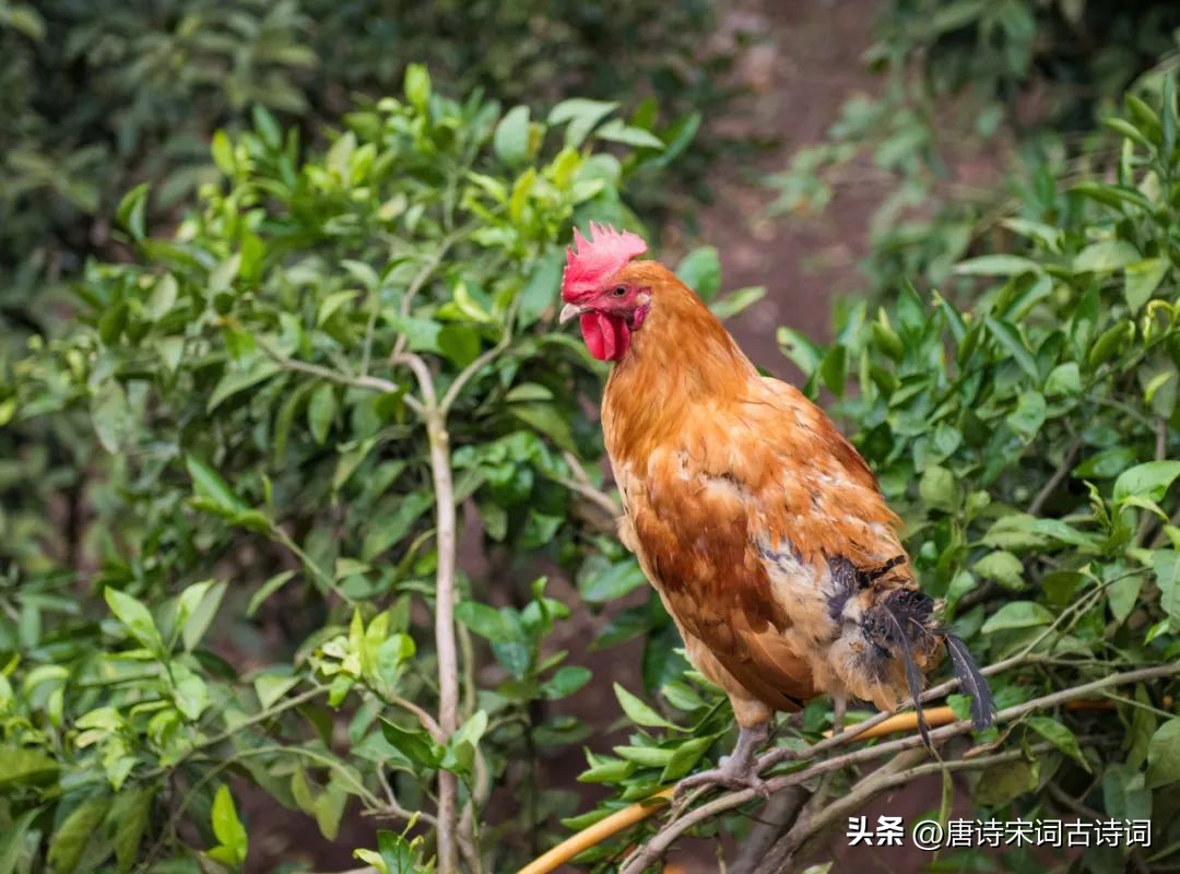 鸡鸣桑树颠出自哪里,鸡鸣桑树颠的下一句