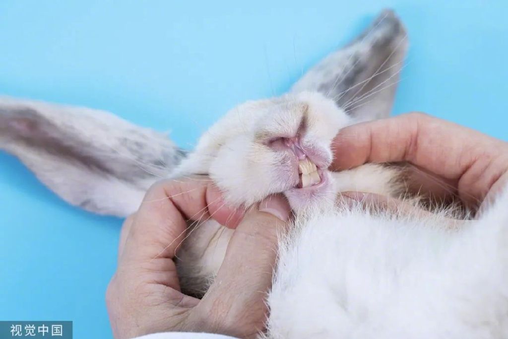 原来，你是这样的兔兔！｜网络中国节·春节