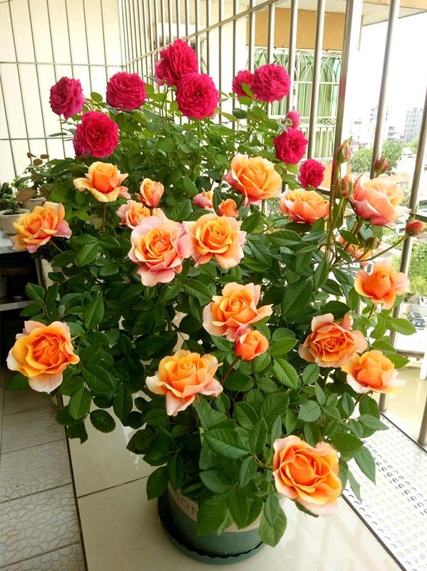 专为懒人养的5种花开花不断,4种不用花钱买的盆栽