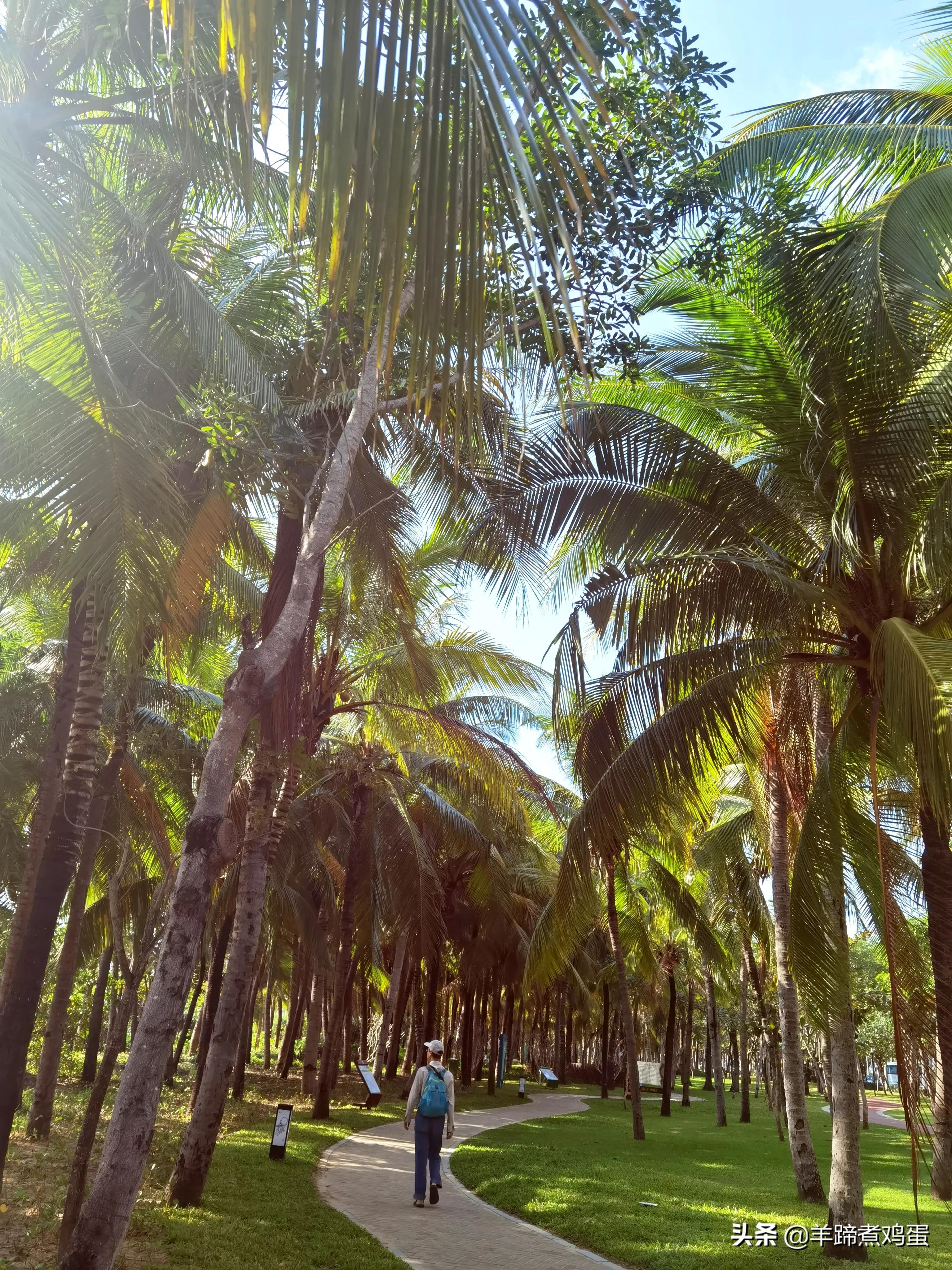 三亚椰梦长廊日落绝美,三亚湾椰梦长廊看夕阳最佳观赏点