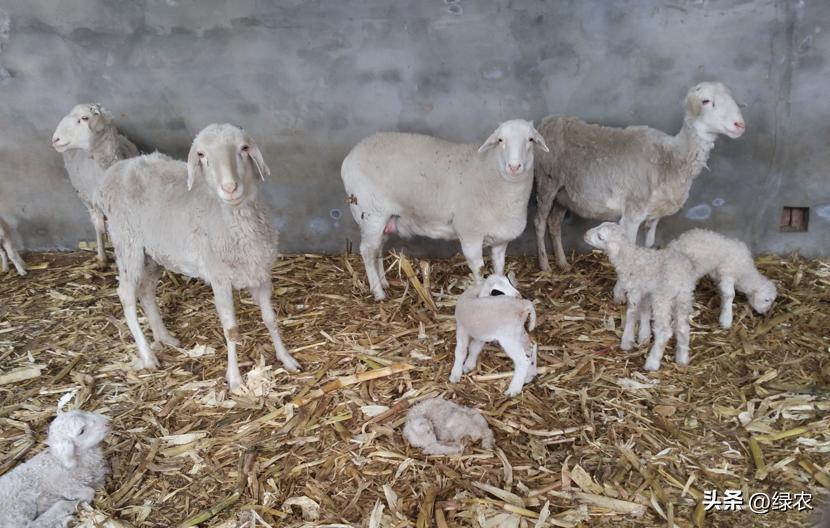 游戏“羊了个羊”通关太难？放弃，养真正的羊吧