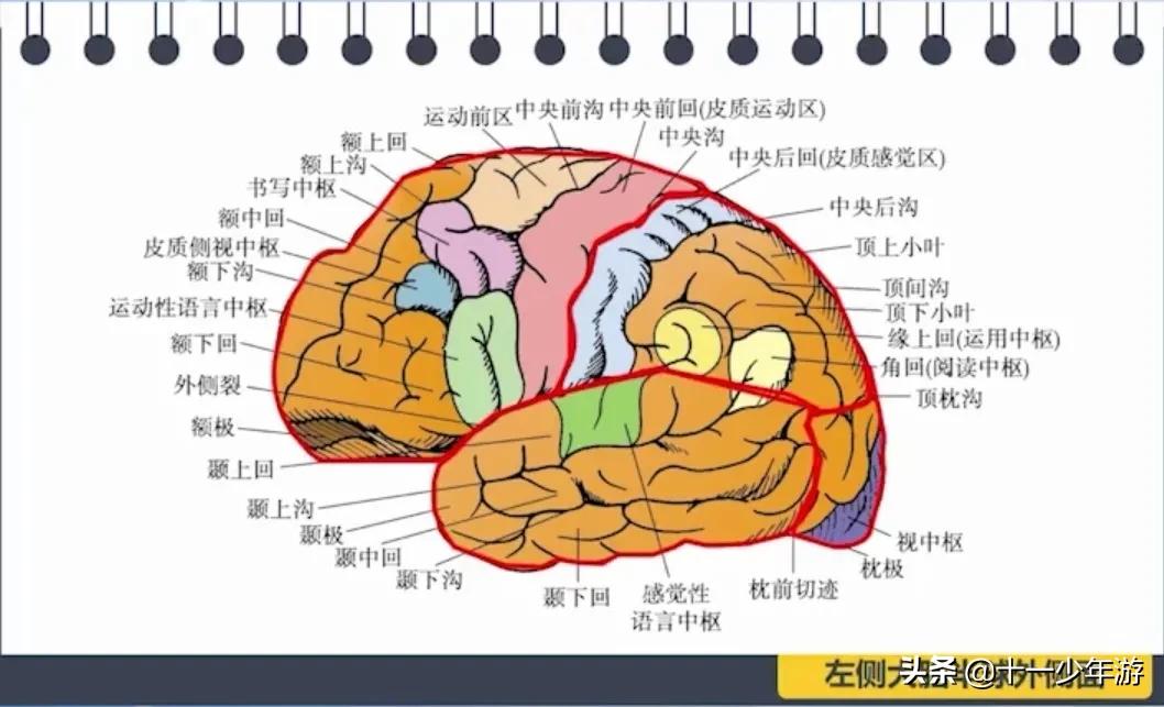 大脑的结构解剖示意图,大脑镰下疝解剖结构