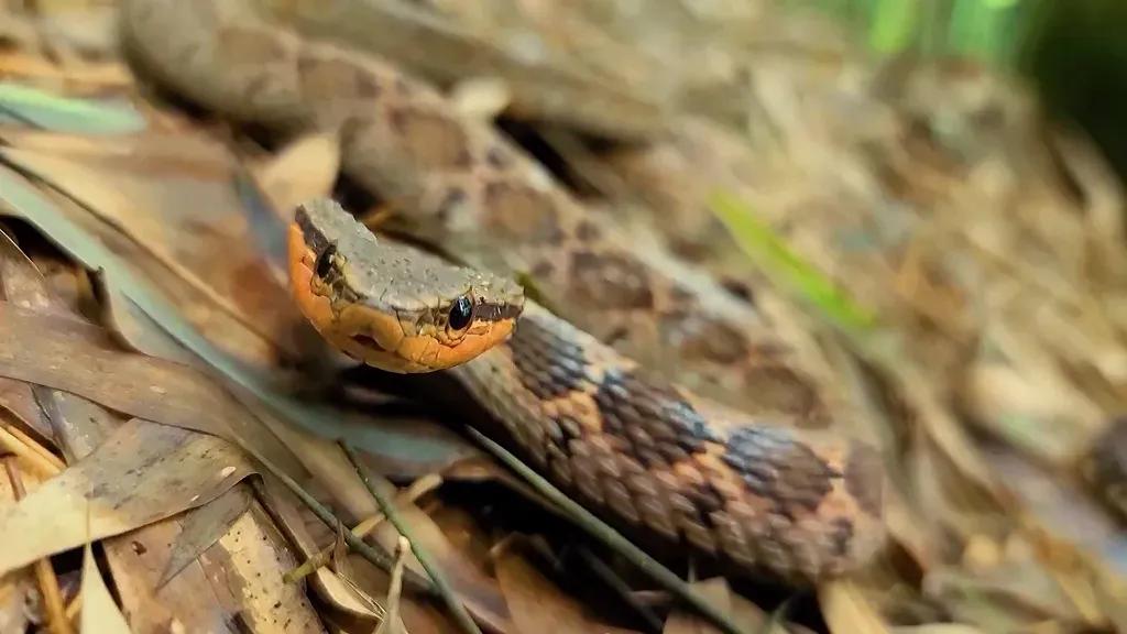 蛇头是三角形的无毒蛇,长角的毒蛇是什么蛇
