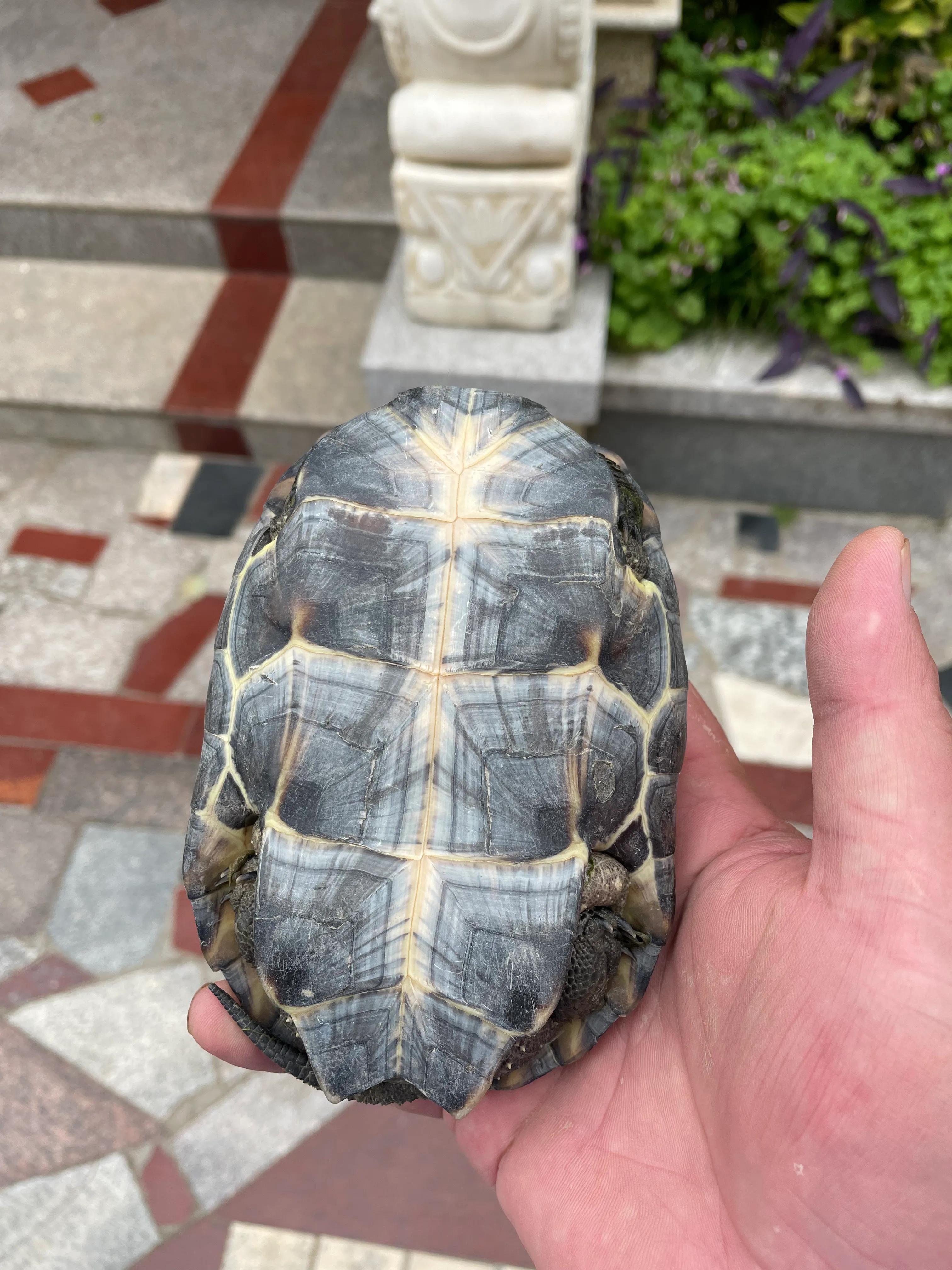 神奇的乌龟绘本故事,神奇的乌龟小视频