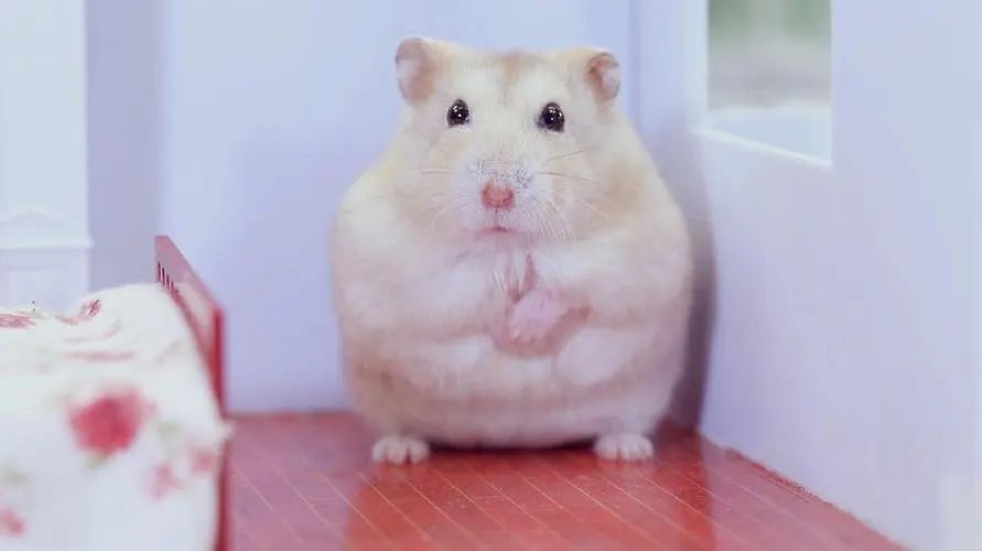 仓鼠饲养禁忌和注意什么,仓鼠饲养注意事项和禁忌