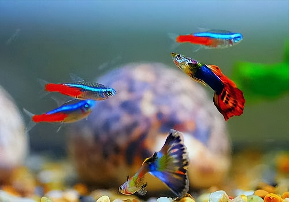 大的孔雀鱼跟小的孔雀鱼会繁殖吗,野生孔雀鱼和精品孔雀鱼繁殖