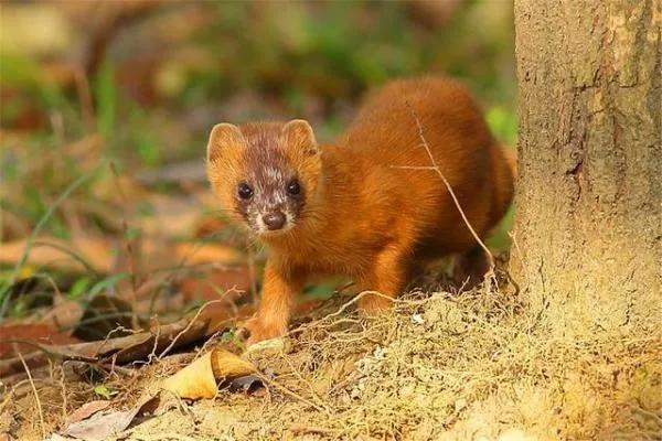 真实的黄鼠狼能变成人形吗,黄鼠狼与人类发生的真实事件