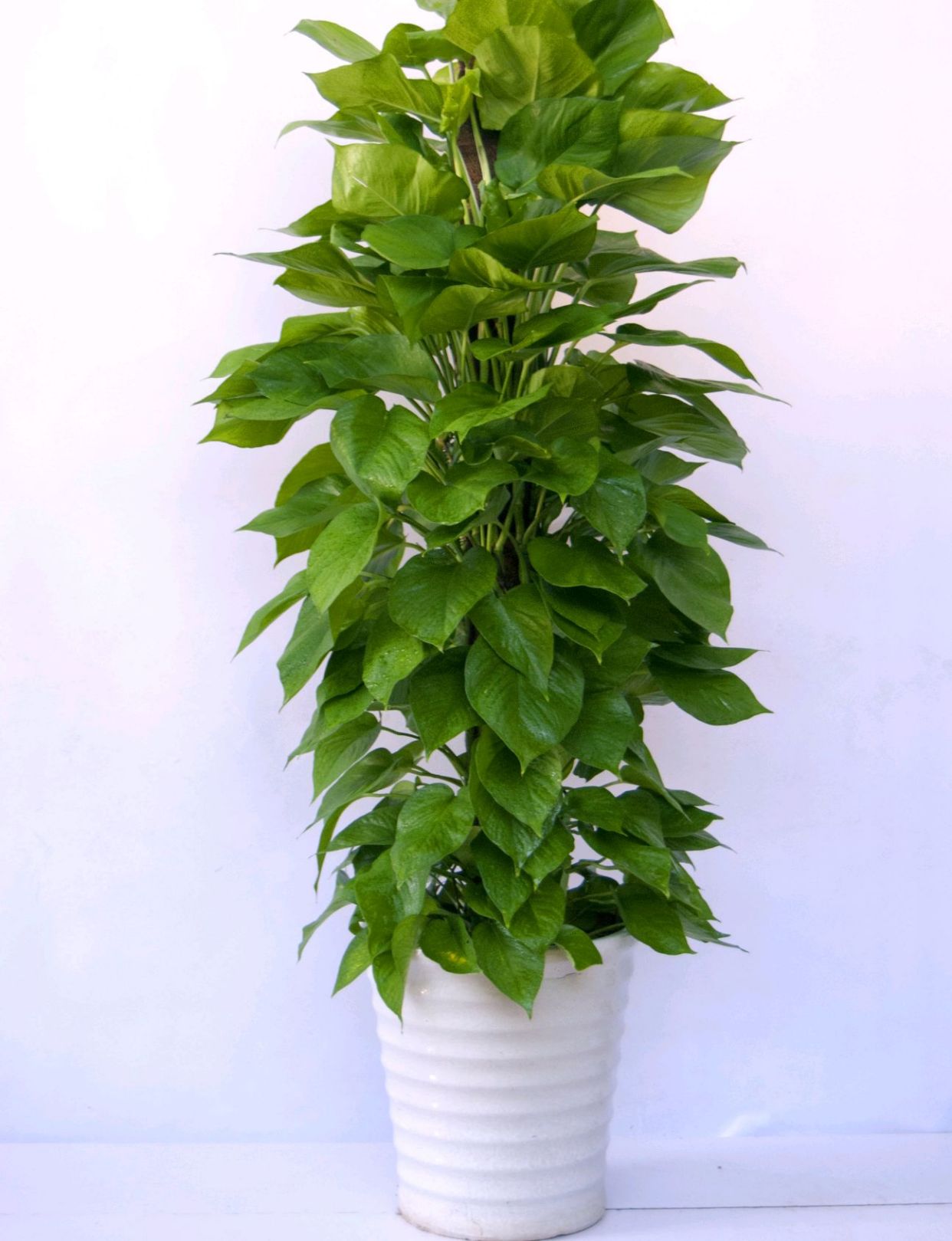 家居必备的几款高颜值中大型绿植,40款超治愈的家居绿植