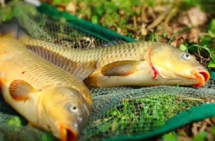 钓鲤鱼用什么窝料和饵料最好,钓鲤鱼用什么窝料比较好