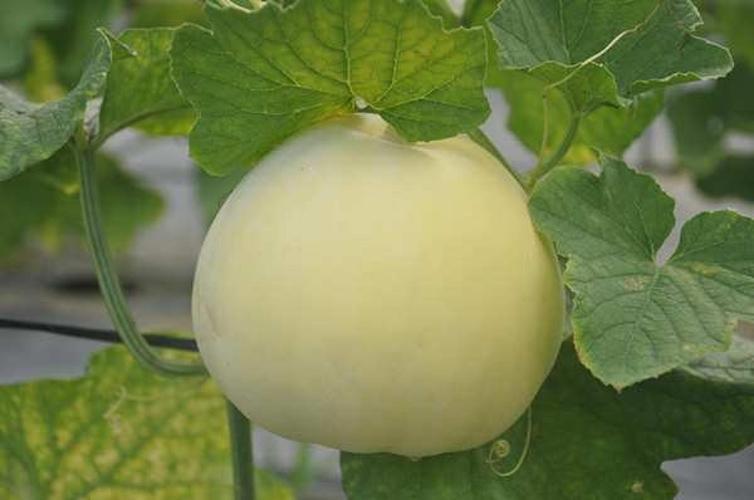 女人来例假千万别吃八种水果,例假来了千万别碰3种水果