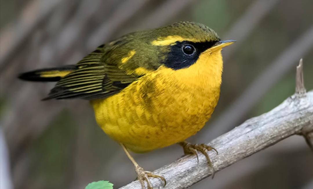 所有鸟图片大全大图,50张最佳鸟类摄影作品