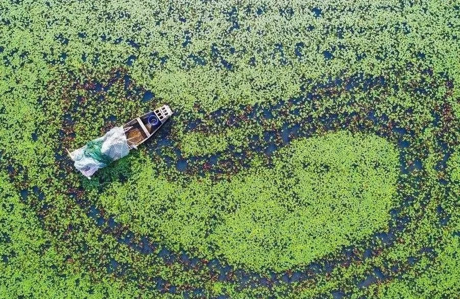 莼菜诗句,莼鲈诗词