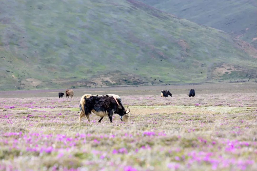 7月24日|浓浓援藏情，沪藏一家亲珠穆朗玛峰、扎什伦布寺9日“上海-日喀则”援藏旅游包机活动
