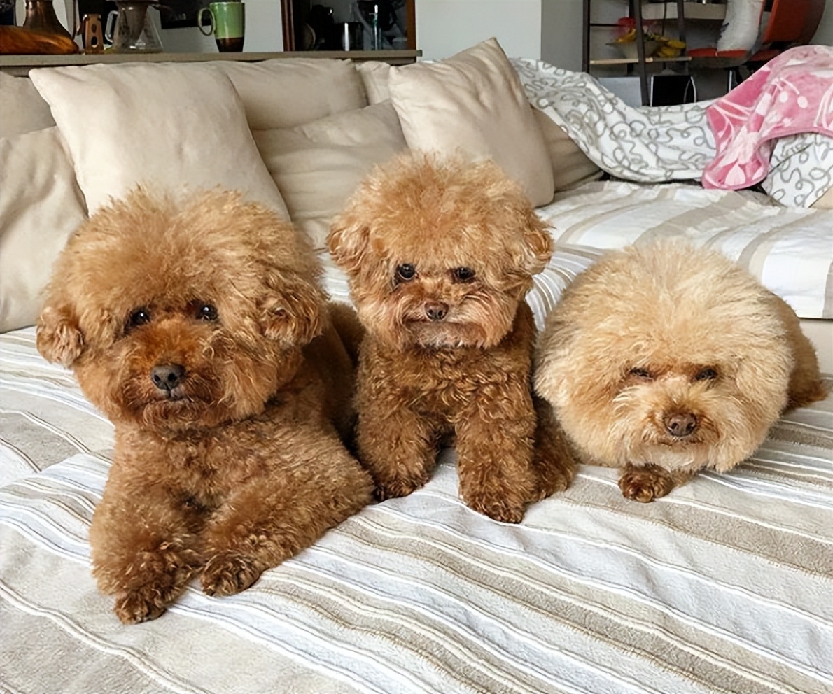 建议穷人养的10种狗爱干净,公认好养的6种狗特别适合新手