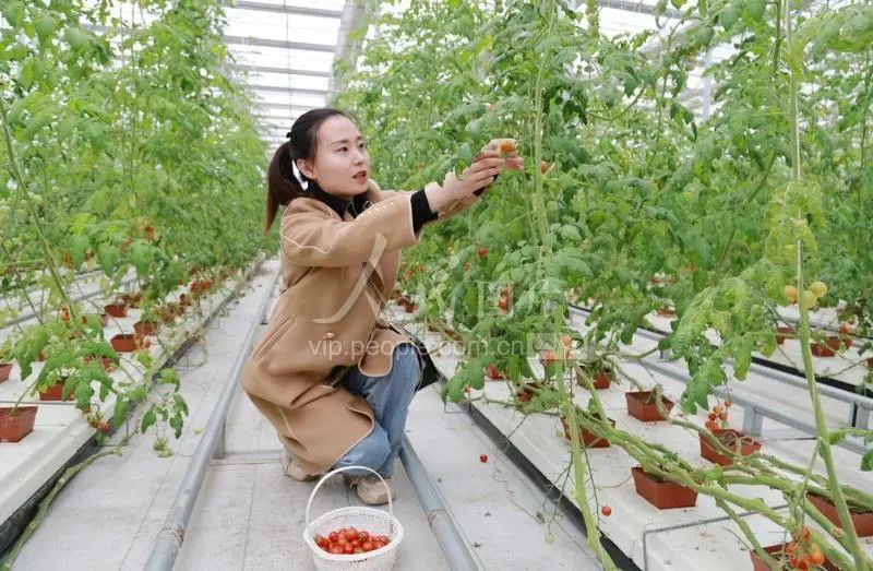 武都区石门镇青陇现代农业产业园,陇南武都青陇现代农业产业园