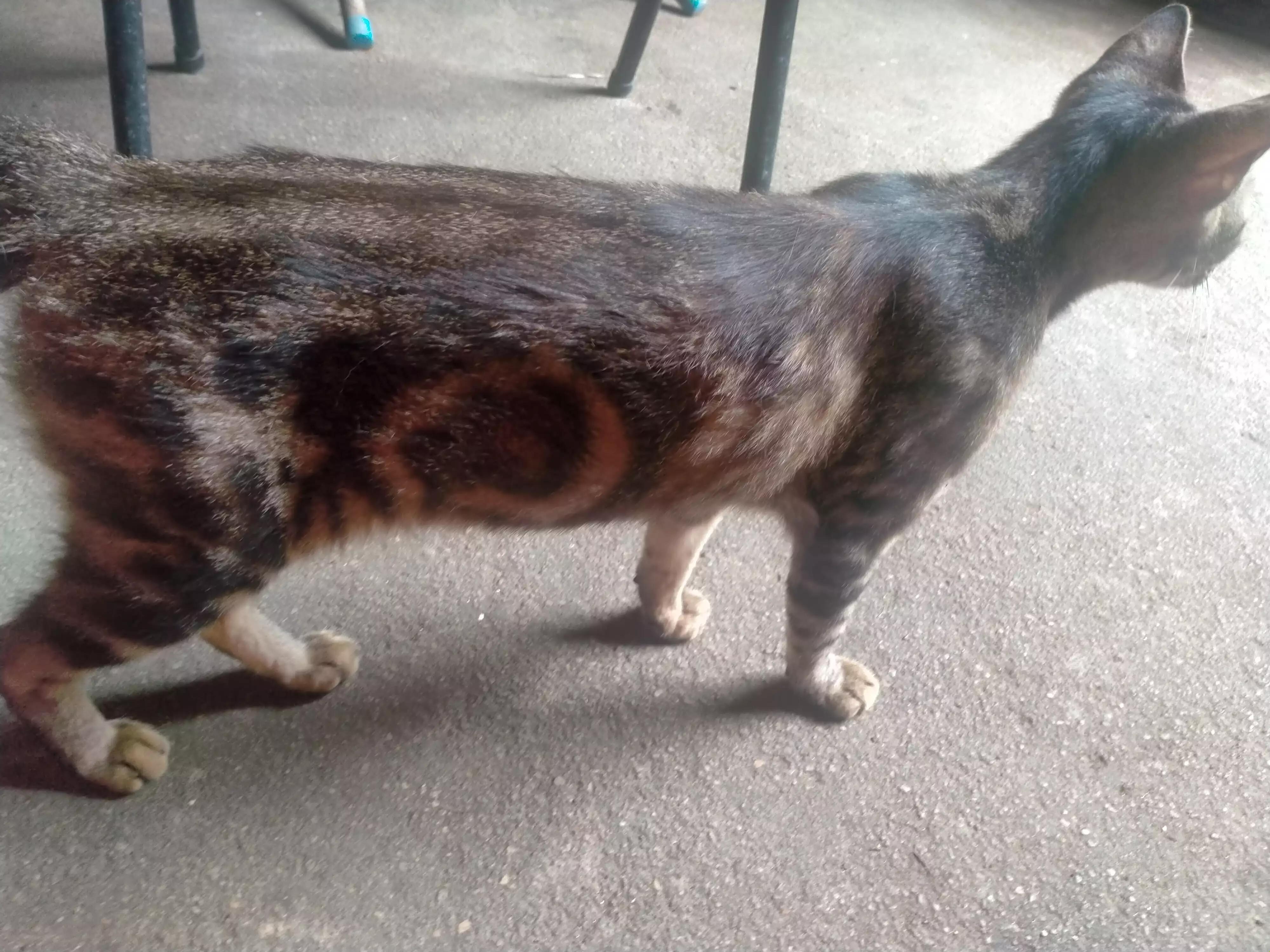 三脚猫小猫,三脚猫六角