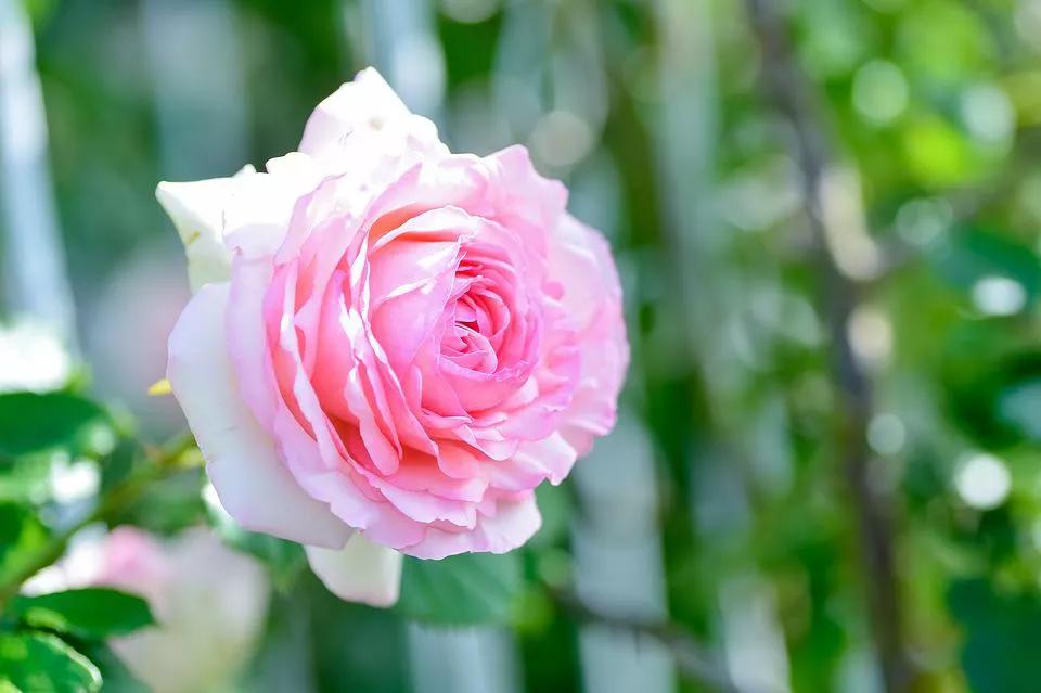 520适合发朋友圈的配图爱情,入目无别人四下皆是你英语