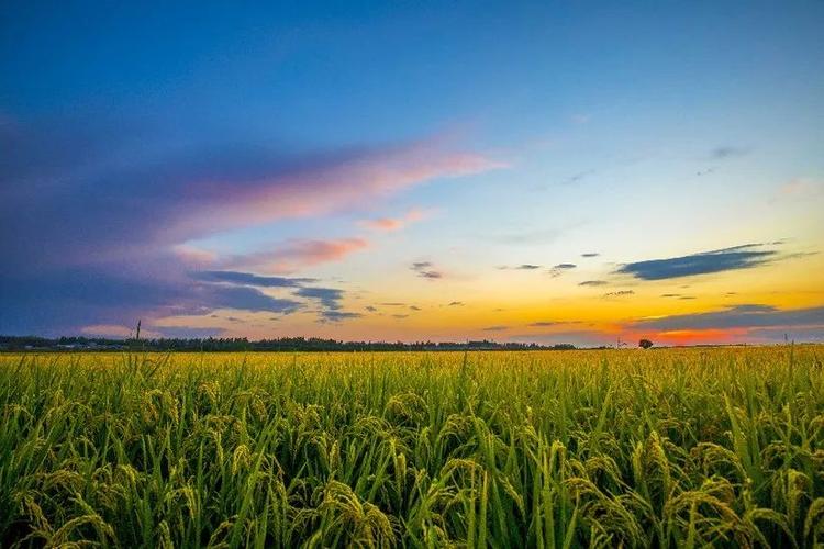 获奖作文《稻米的故事》，充满希望的稻田，老师：想象力很强