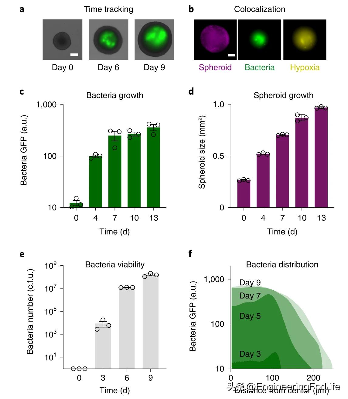 Nature Protocols：3D肿瘤球体内共培养细菌的快速筛选protocol