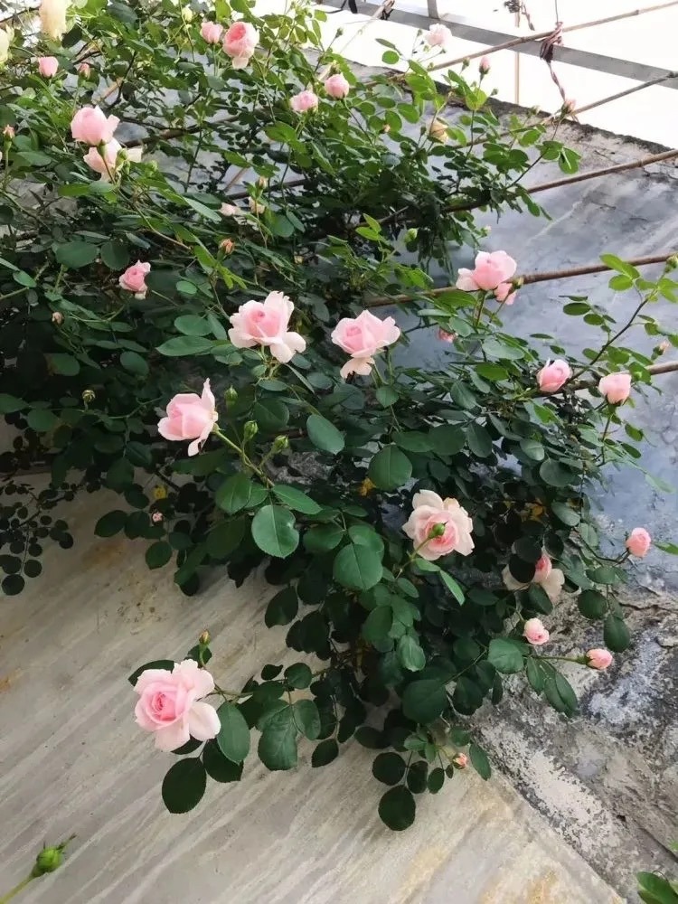 适合小院养的好看又常开花的花,院子里好养的花四季开花