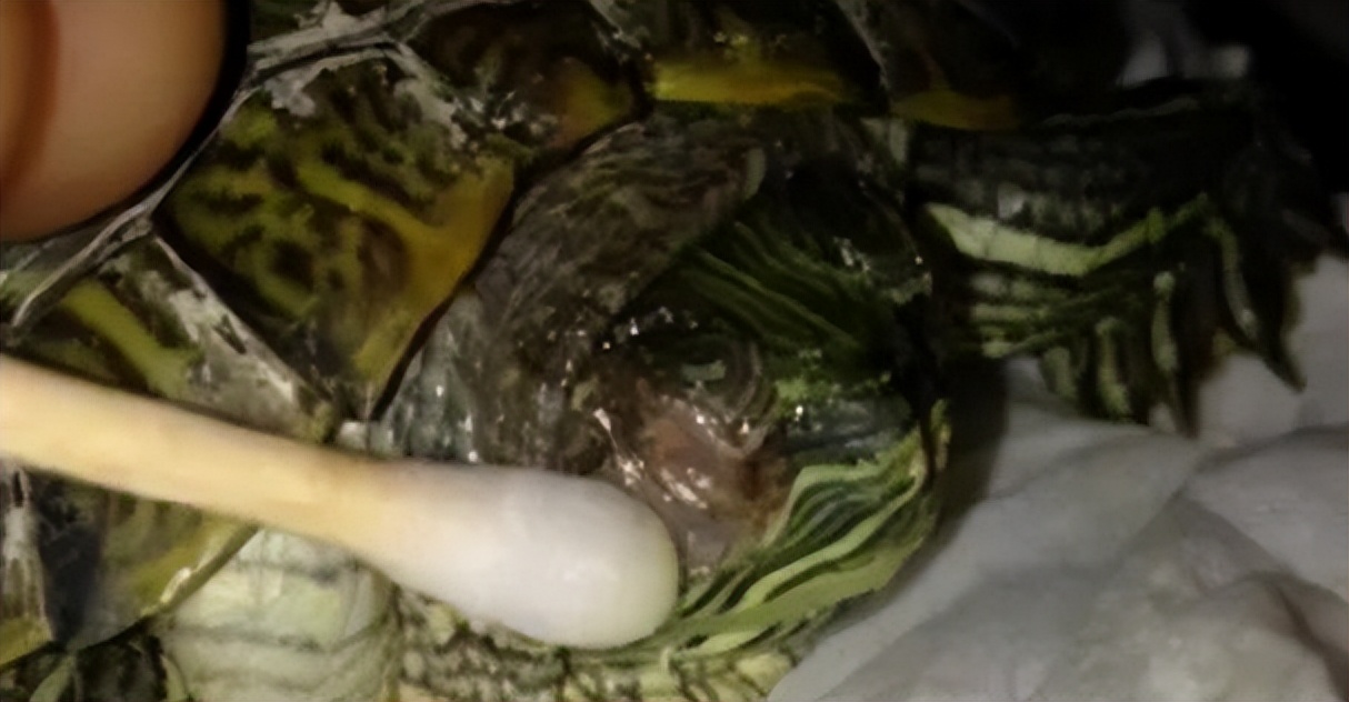 养龟腐皮是啥样的,腐甲腐皮的乌龟怎么治疗