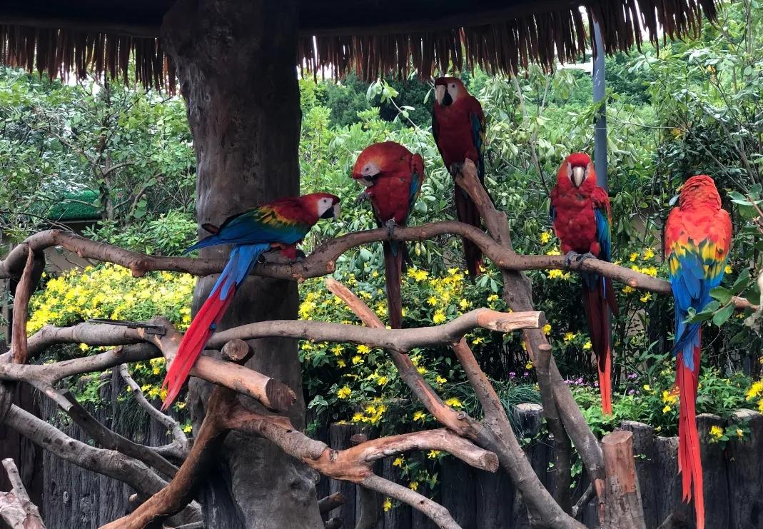 上海动物园和野生动物园哪个好,上海动物园地址和路线