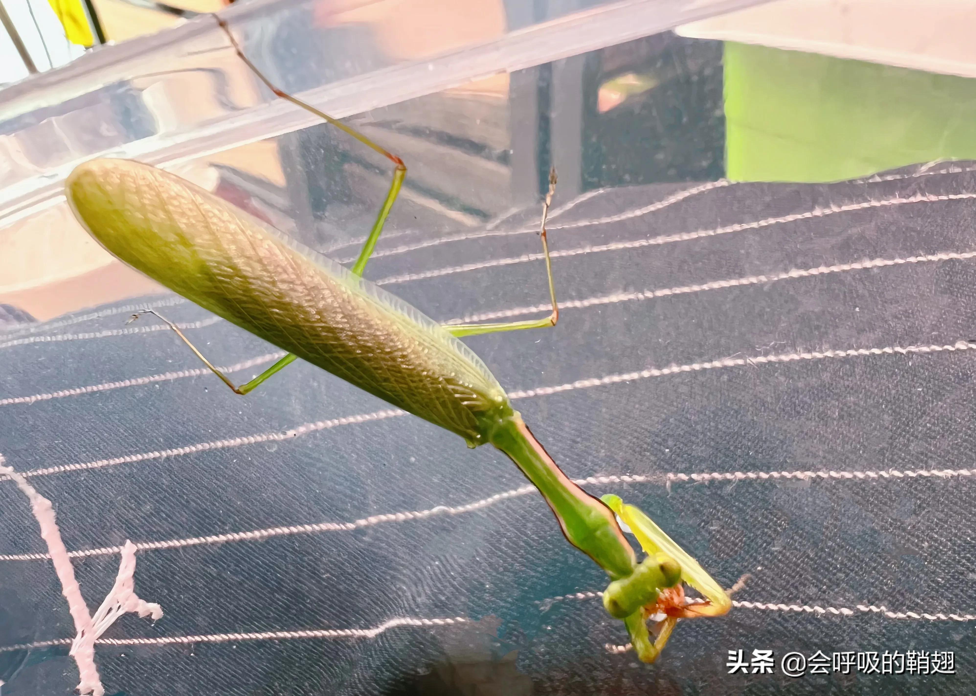 螳螂养殖报告,螳螂饲养观察记录表