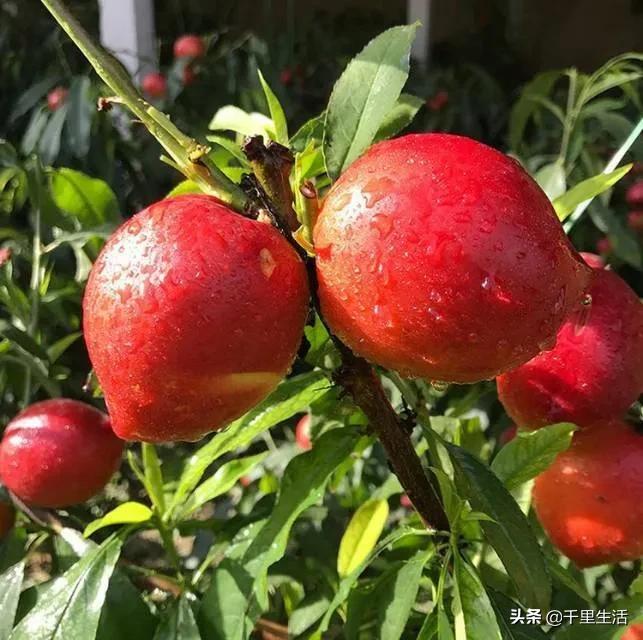 桃子熟了山东蒙阴黄桃,蒙阴蜜桃中国三大名桃