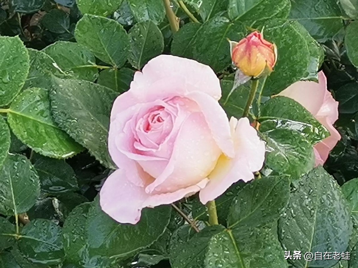 精进日课经典语录,每天日课的经典语录