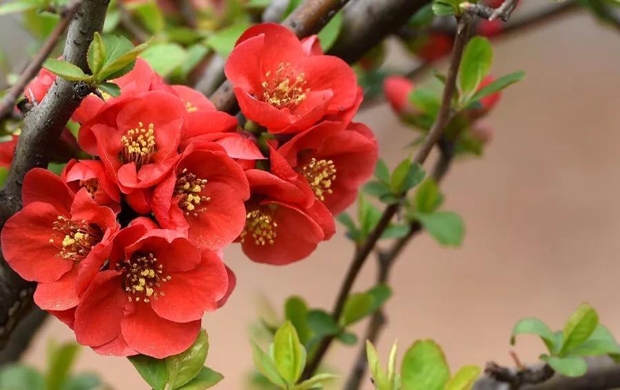 贴梗海棠海棠花品种大全,贴梗海棠的花型