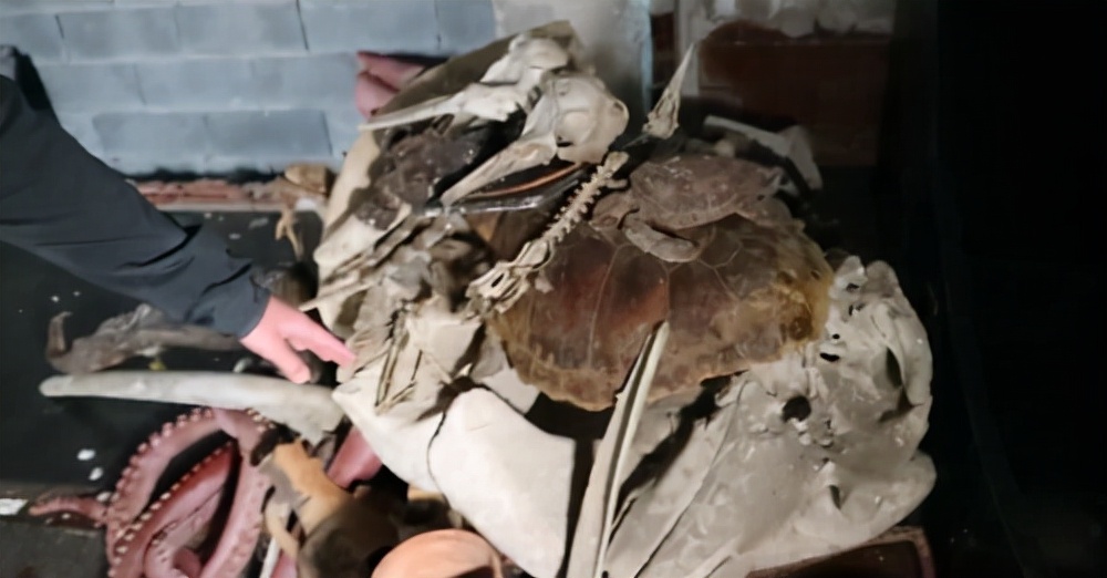 僵尸水族馆原片 (恐怖鲨鱼僵尸)