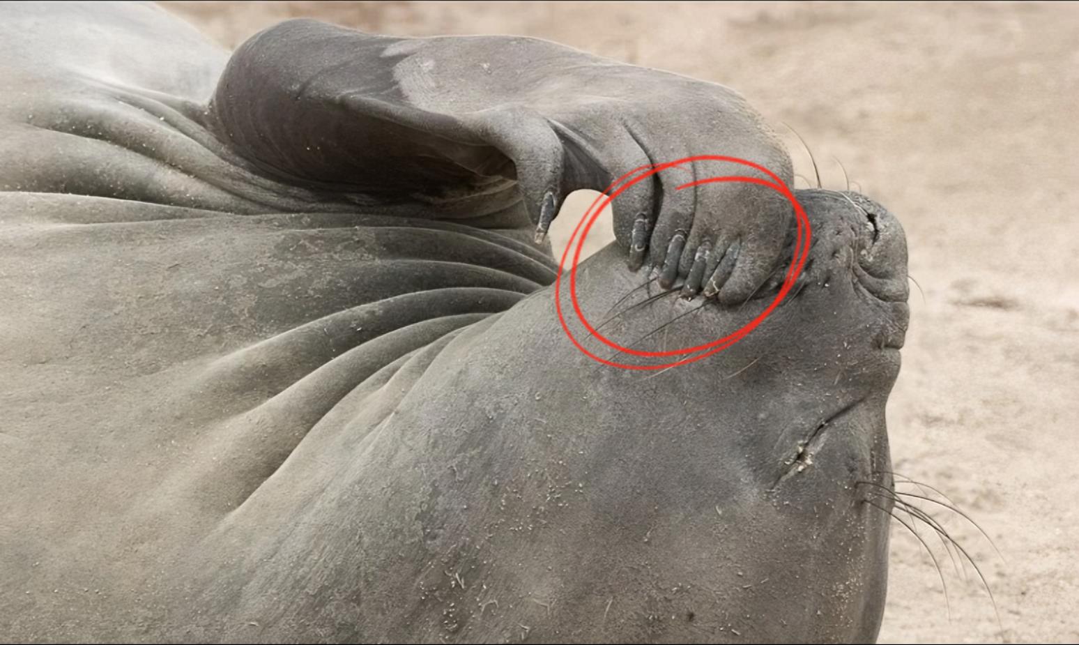 12张让人惊叹的动物的照片,眼界大开30张活久见的动物图