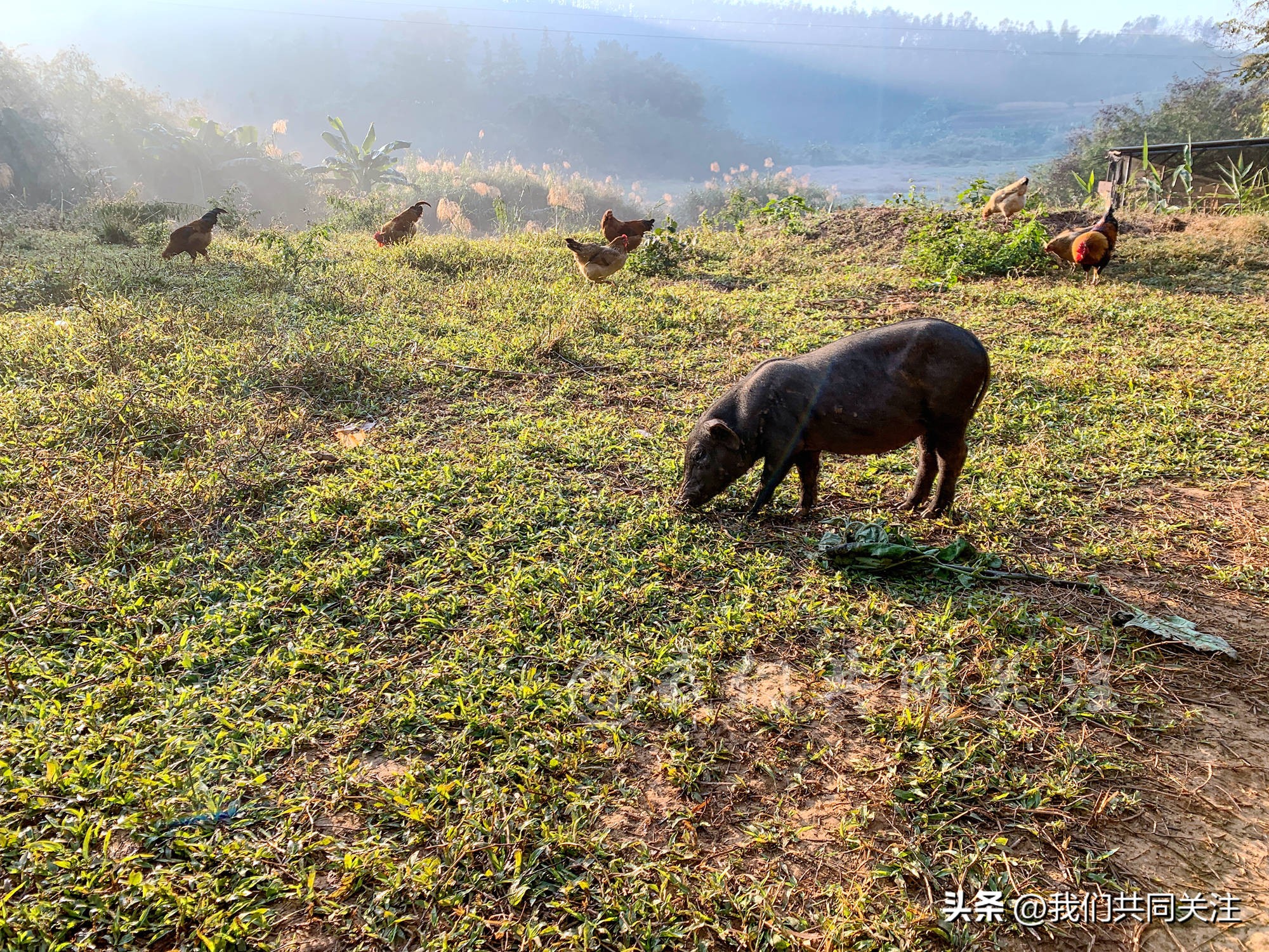 中华田园犬人工繁殖,中华田园犬遇到人类幼崽