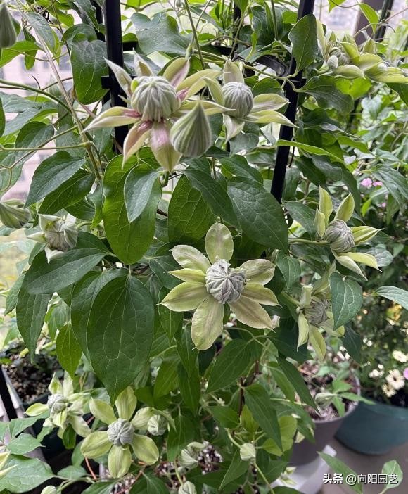 怎么才能买到品种好的铁线莲,包邮区适合种的铁线莲品种