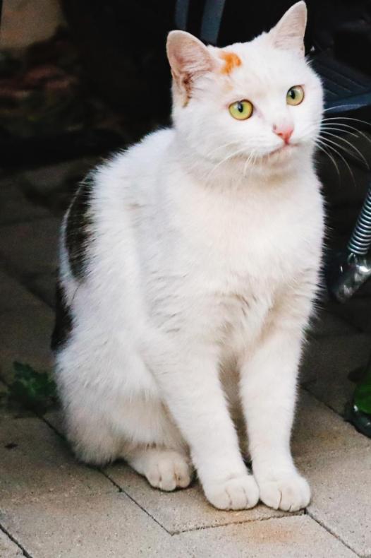 北中医猫,北中医校园