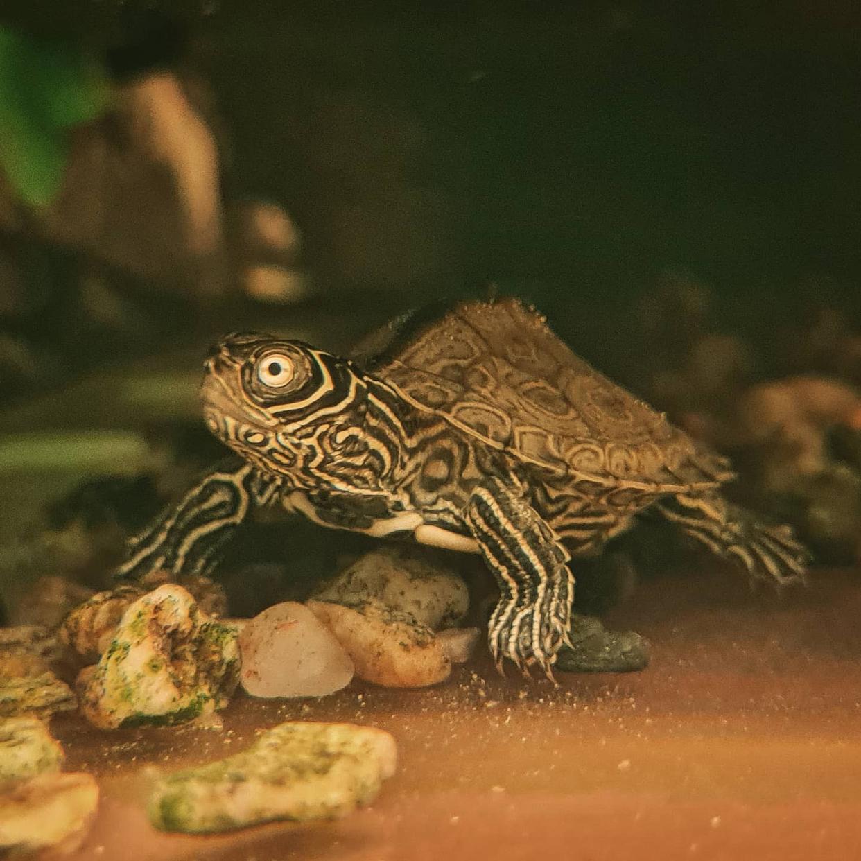 地图龟对水质有什么要求,地图龟对水质有要求吗